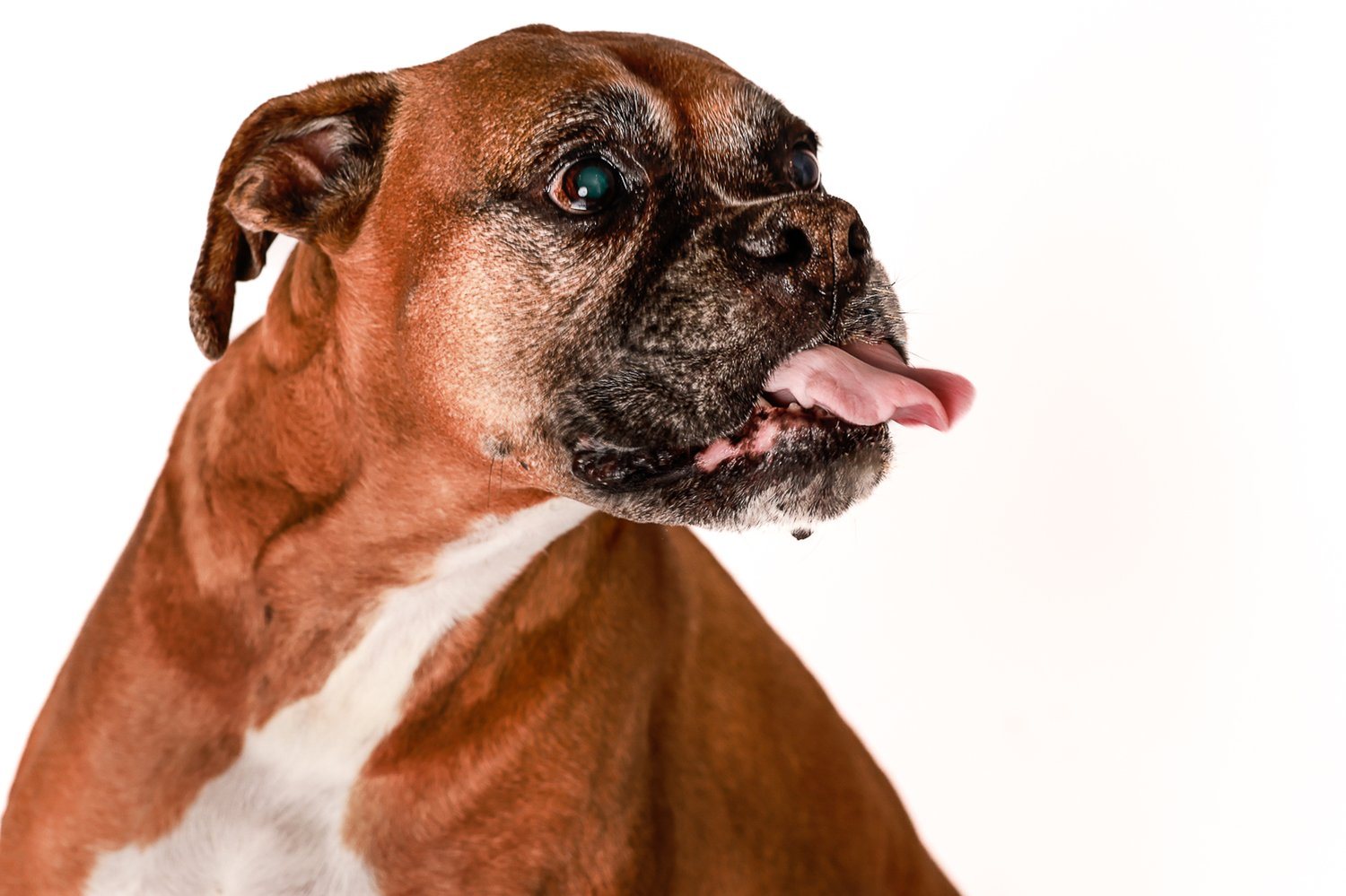 Brown boxer with its tongue out, photographed against a clean white studio background