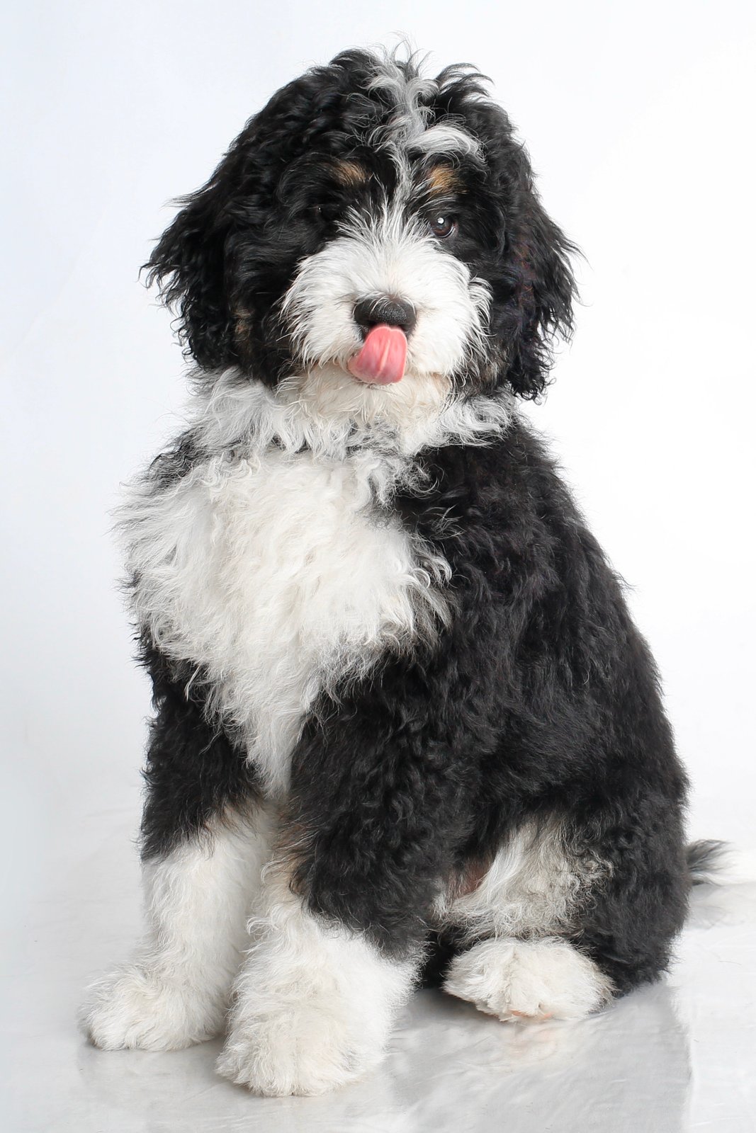 Mischa, a curly black-and-white dog, sitting with the tip of its tongue out against a white studio background