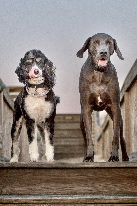 Luke the Weimaraner and Mischa, a fluffy black-and-white dog, standing together on wooden steps outdoors