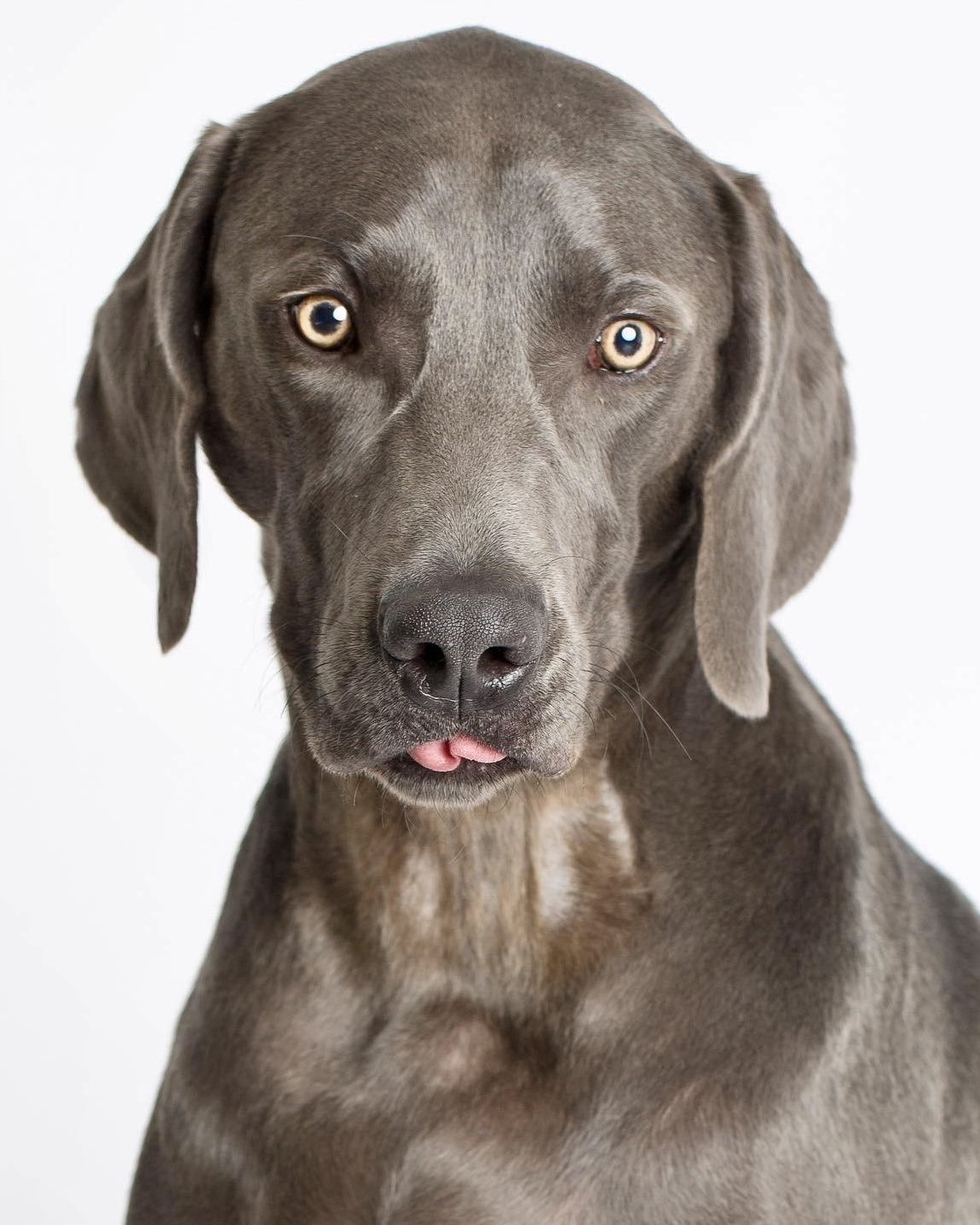 Luke the Weimaraner looking at the camera with the tip of his tongue showing
