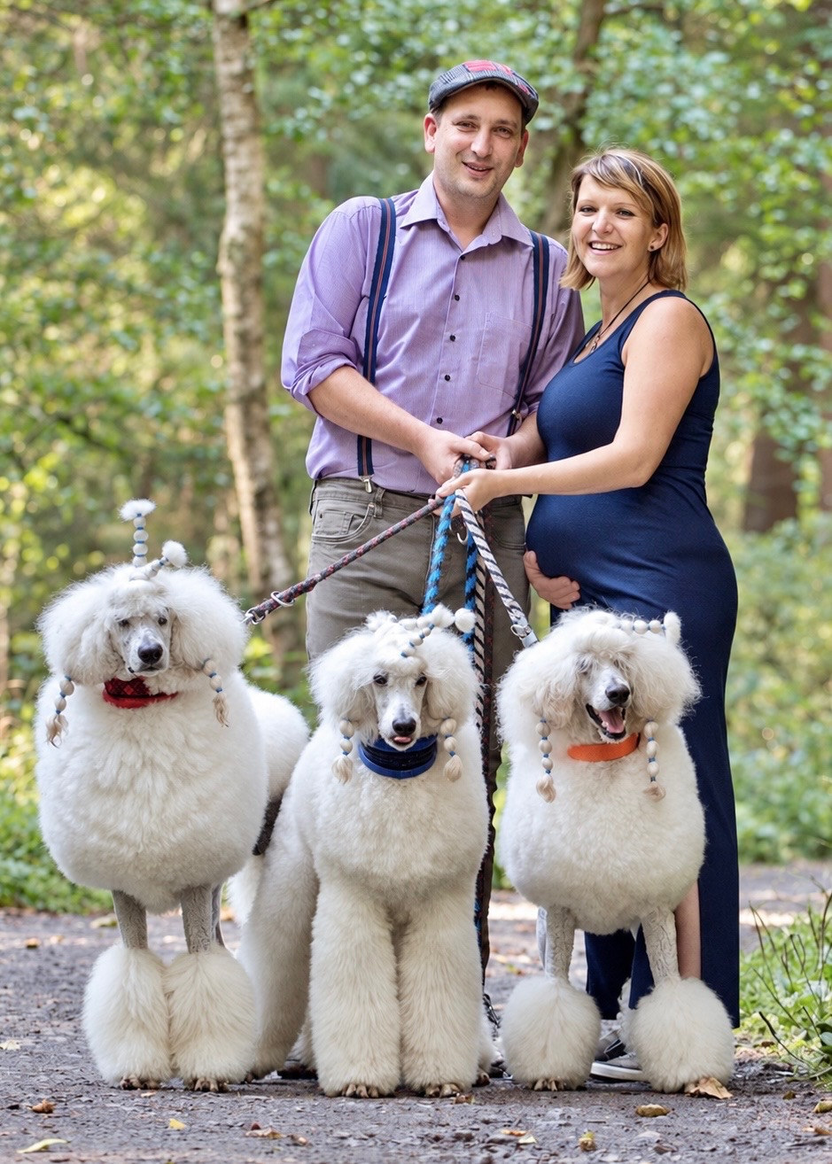 Expecting couple standing on a woodland path with their three white standard poodles