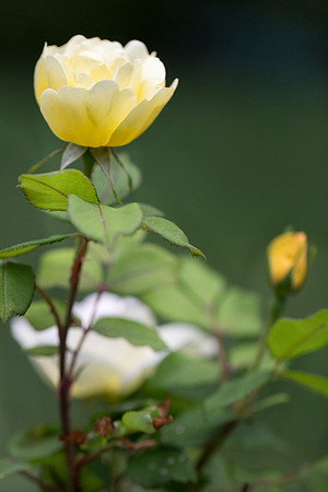 Yellow_KnockOut_Rose_PhotoSession__LaGrandeAve_2020_PavlinaPerryPhotography__