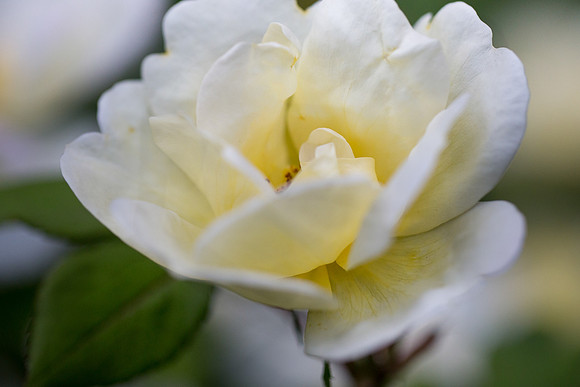 Yellow_KnockOut_Rose_PhotoSession_LaGrandeAve_2020_PavlinaPerryPhotography__